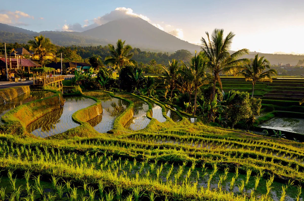 Jatiluwih rice terraces with palm trees and a volcano behind, Bali