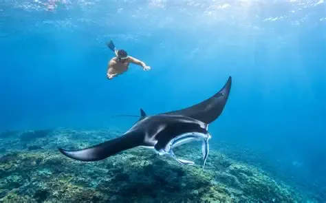 Snorkeller swimming above a manta ray in clear blue water