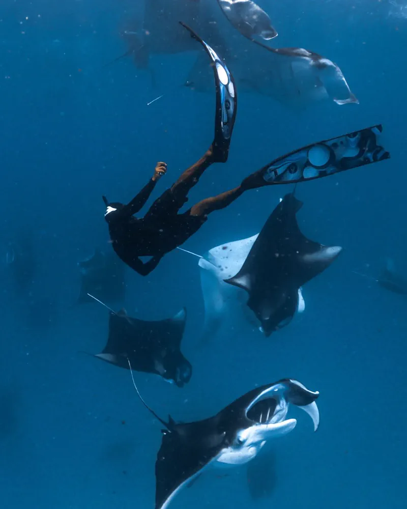 Freediver swimming among manta rays feeding in deep blue water