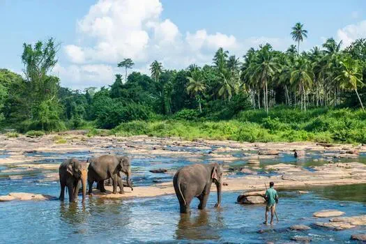 Elephants bathing in a jungle river in Sri Lanka, watched over by their keeper