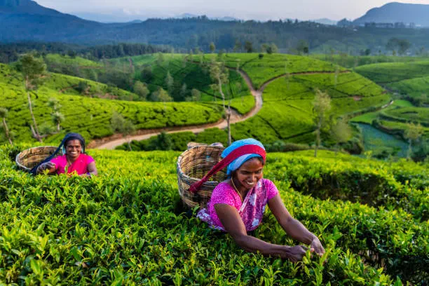 Tea pickers harvesting leaves on a green tea estate in the Sri Lankan hill country