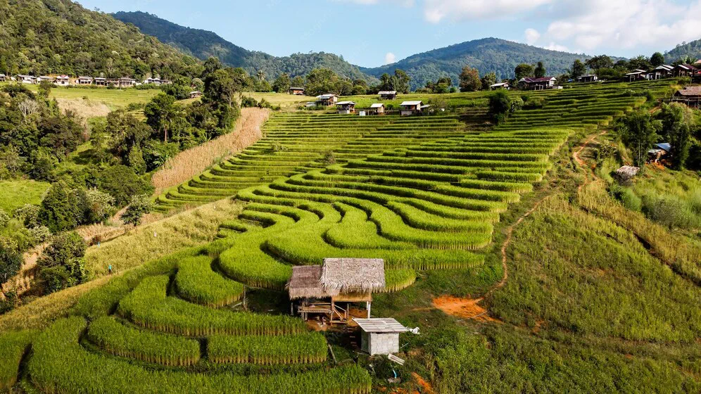 Green terraced rice fields and a thatched hut in the hills of northern Thailand