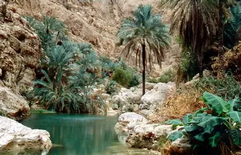 Palm trees and a turquoise pool in the canyon of Wadi Shab, Oman